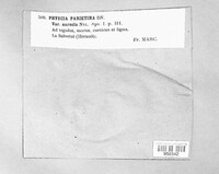 Xanthoria parietina image